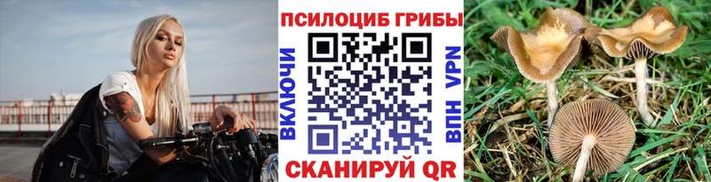 Галлюциногенные грибы Psilocybine cubensis  что такое   Шахты 